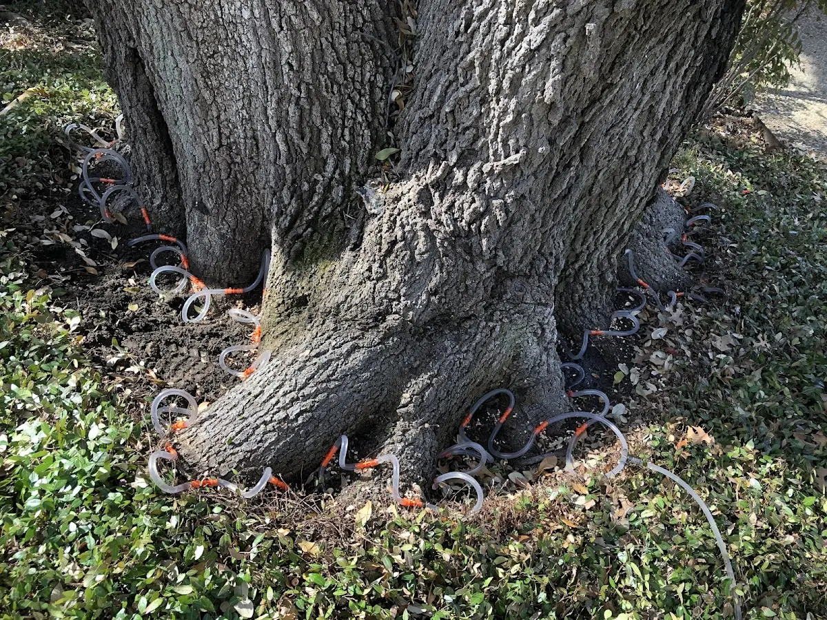 Detailed Tree Cabling and Bracing job site in Millwood