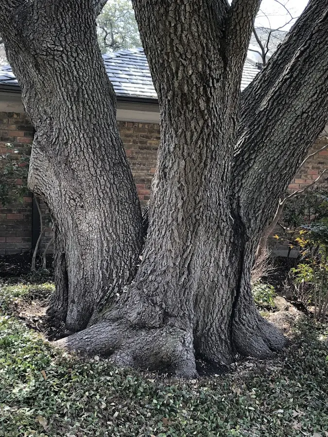 Mature heritage tree close to a Millwood property cared for by certified arborists